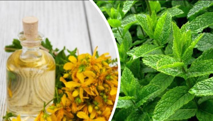 билки - Билколечителят Дончо Тонев пред “Телеграф”: Жълт кантарион лекува гастрит,  мас от камшик цери кожни възпаления