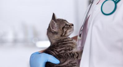 котка ветеринар