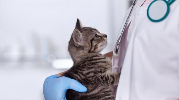 котка ветеринар