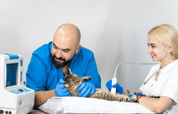 котка ветеринар