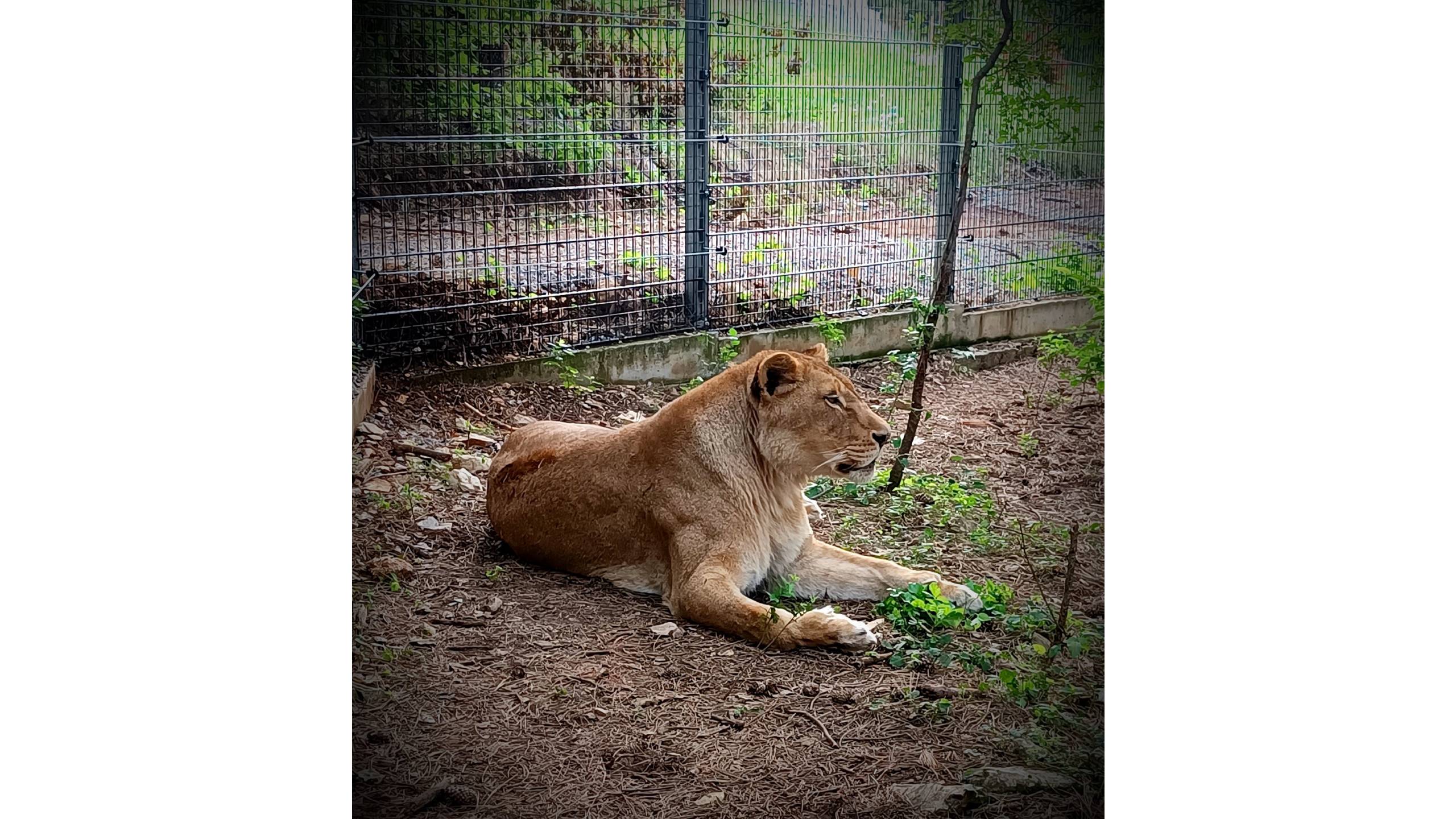зоопарк стара загора лъв