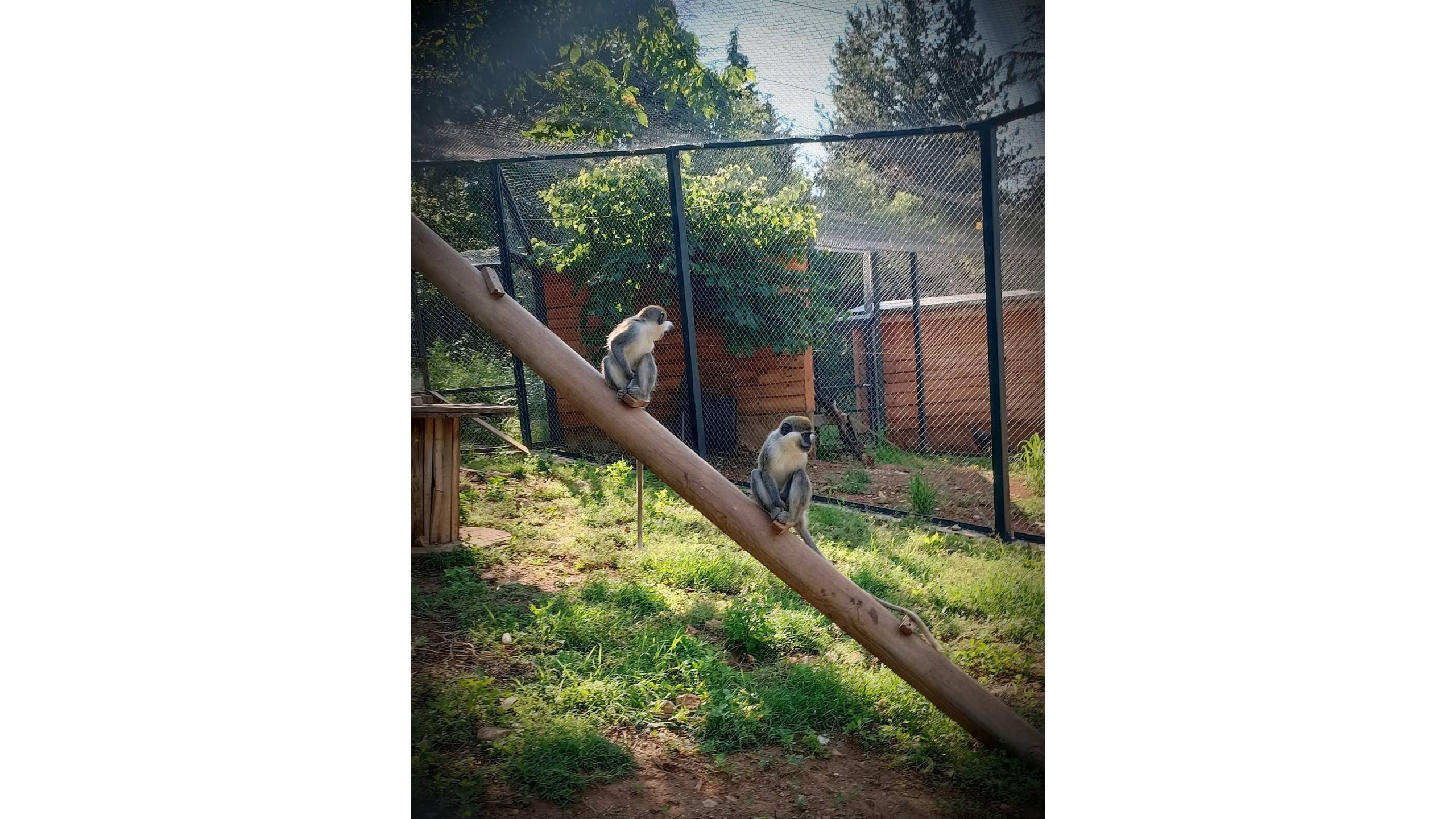 зоопарк стара загора маймуни