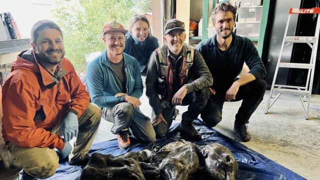 В Канада откриха мумифицирано бебе мамут