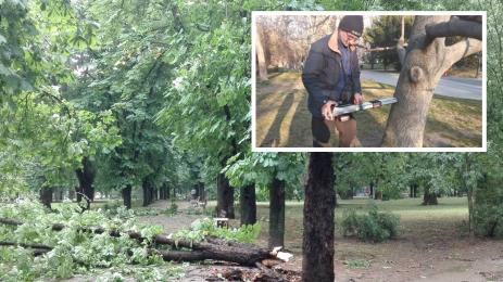 опасни Дървета