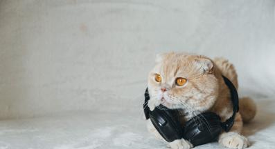 котка у дома