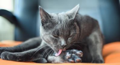 котка се ближе