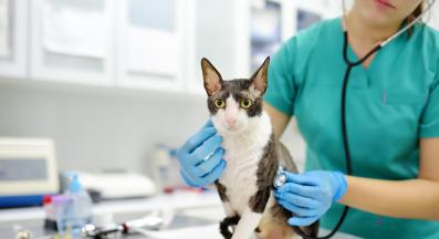 операция котки