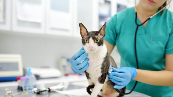 Странични ефекти от анестезията при котки, за които трябва да знаете