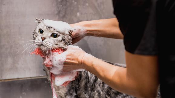Защо не трябва да използваме човешки шампоан върху котки