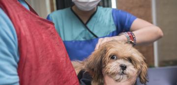 Лептоспироза при кучетата - какво трябва да знаем
