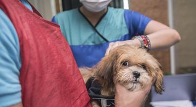 лептоспироза