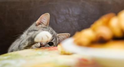 Котка краде човешка храна