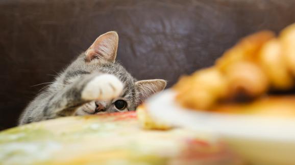 Могат ли котките да хапват прошуто