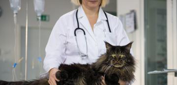 4 проблема със здравето, към които са предразположени котките Мейн Куун