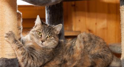 котка драска