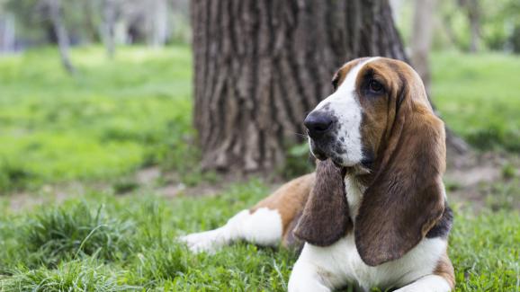 10 от най-инатите кучета, които няма да направят нищо, ако сами не го искат
