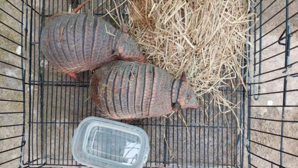  животни Тайланд 