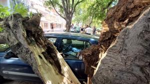 Дърво падна и нанесе щети по жилищен блок и паркиран