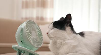 Котка лято
