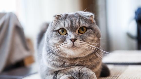 Шотландска клепоуха котка