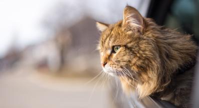 Котка в кола