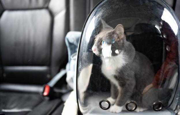 Котка в кола
