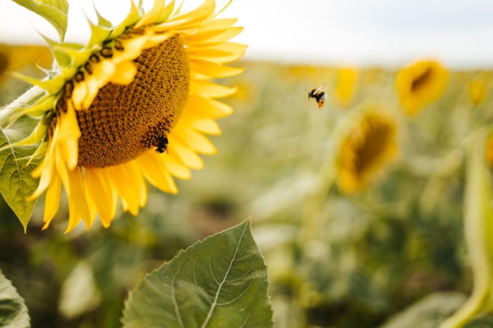 В четвъртък ще е предимно слънчево. Ще духа слаб вятър