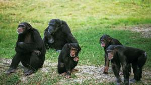 Шимпанзета обитаващи тропическите гори на Уганда са усвоили напълно ново