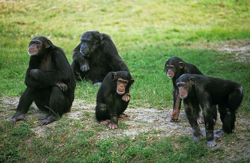 Шимпанзета, обитаващи тропическите гори на Уганда, са усвоили напълно ново