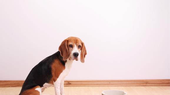 10 вероятни причини защо кучето ви отказва да яде, но пие вода