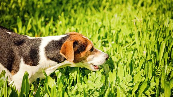 Как да добавим фибри в диетата на кучето си