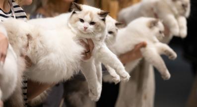 Котешка изложба