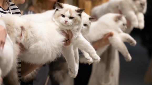 Котешка изложба