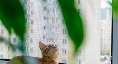 Котка прозорец