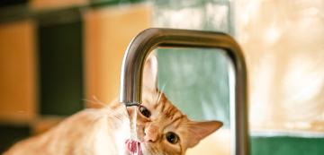 Предпочитат ли котките да пият студена вода