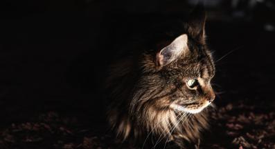 Котка през нощта