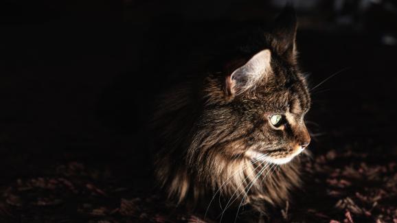 Предпочитат ли котките да прекарват време на тъмно