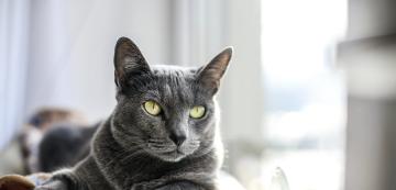 5 проблема със здравето, към които са предразположени Руските сини котки