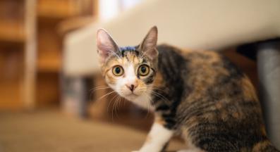 Уплашена котка