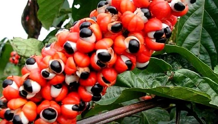 гуарана - СБОГОМ УМОРА: Не е за вярване, но тази вълшебна билка ни пълни резервоара с енергия