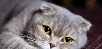 5 проблема със здравето, които се срещат при Шотландските клепоухи котки