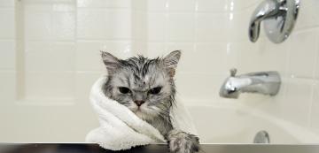 Как да изсушим козината на котката след баня без да бъдем надраскани