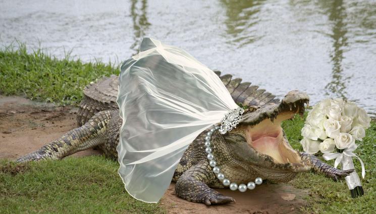 алигатор сватба - ГОРЧИВО ЗА СМЕЛЧАЦИ: Кмет вдигна сватба с алигатор (СНИМКИ)