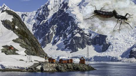 Антарктида