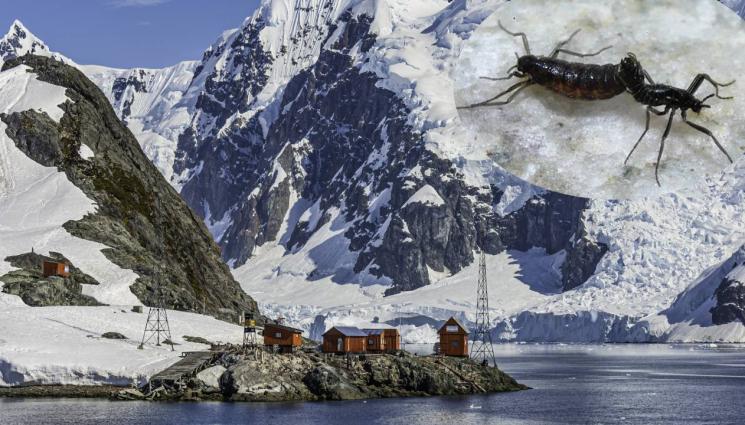 Антарктида - Заради затоплянето: Единственото местно насекомо на Антарктида е застрашено от изчезване