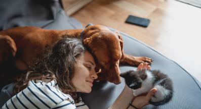 Куче котка домашен любимец