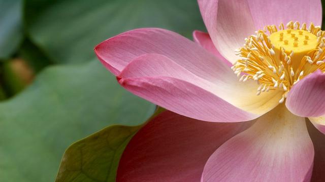 Непознат вид гигантска водна лилия откриха в лондонската ботаническа градина