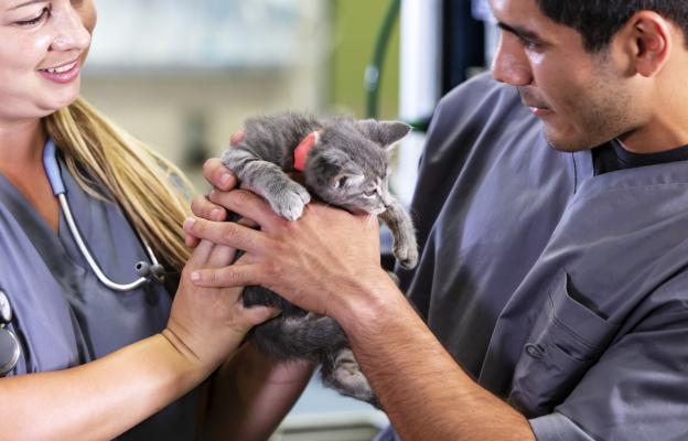 Котка ветеринарен лекар