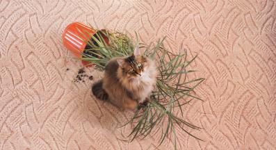 Котка саксия