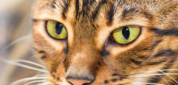 4 проблема със здравето, към които са предразположени котките Тойгър